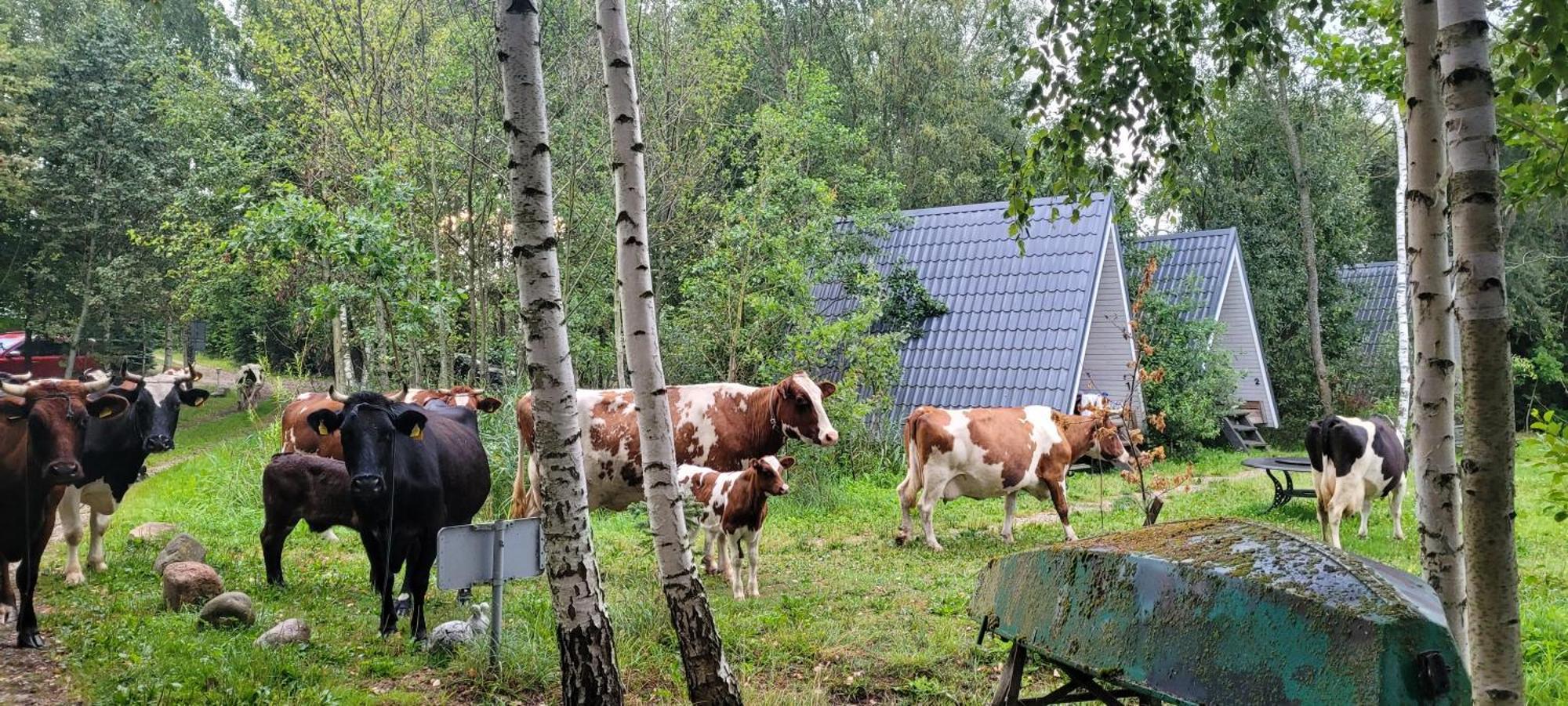 Vigio Brasta Camping Elektrenai Extérieur photo